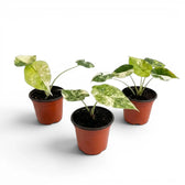 Three various potted Alocasia Dragon Scale 'Mint' baby plants (starter plants) with patterened variegated  mottled leaves on a white background