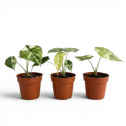 Three potted Alocasia Dragon Scale 'Mint' baby plants (starter plants) with patterened variegated  mottled leaves on a white background