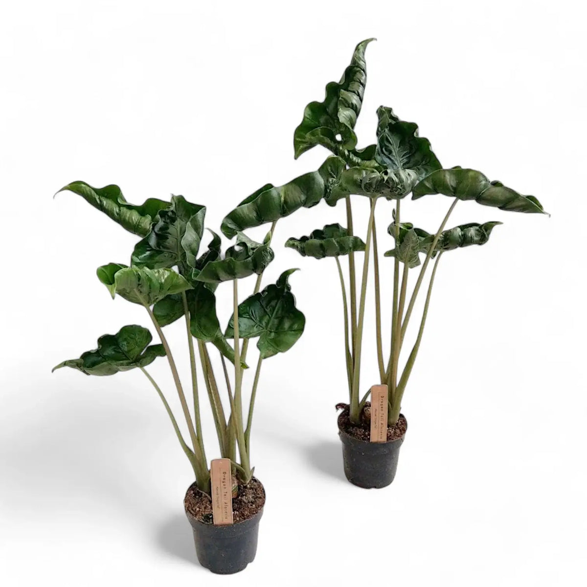 Alocasia 'Dragon Tail' Zimmerpflanze im Anzuchttopf vor weißem Hintergrund, Produktfoto 3.