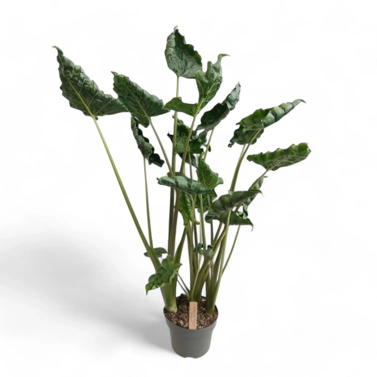 Alocasia 'Dragon Tail' Zimmerpflanze im Anzuchttopf vor weißem Hintergrund, Produktfoto 4.