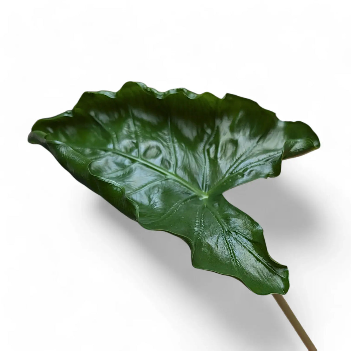 Alocasia 'Dragon Tail' Zimmerpflanze im Anzuchttopf vor weißem Hintergrund, Produktfoto 8.