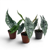 Jungpflanze von Alocasia Dragon's Breath im Topf mit silbrig-grünen Blättern vor weißem Hintergrund