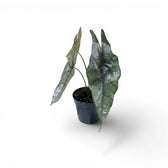 Jungpflanze von Alocasia Dragon's Breath im Topf mit silbrig-grünen Blättern vor weißem Hintergrund