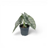 Jungpflanze von Alocasia Dragon's Breath im Topf mit silbrig-grünen Blättern vor weißem Hintergrund