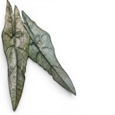 Nahaufnahme zweier pfeilförmiger, silbrig-grüner, strukturierter Blätter von Alocasia Dragon's Breath vor weißem Hintergrund