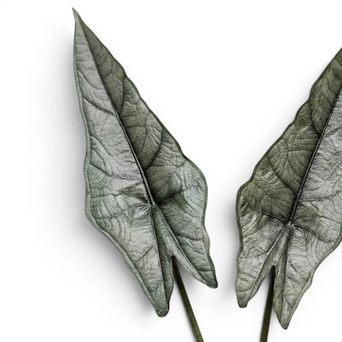 Nahaufnahme zweier silbrig-grüner, pfeilförmiger Blätter von Alocasia Dragon's Breath vor weißem Hintergrund