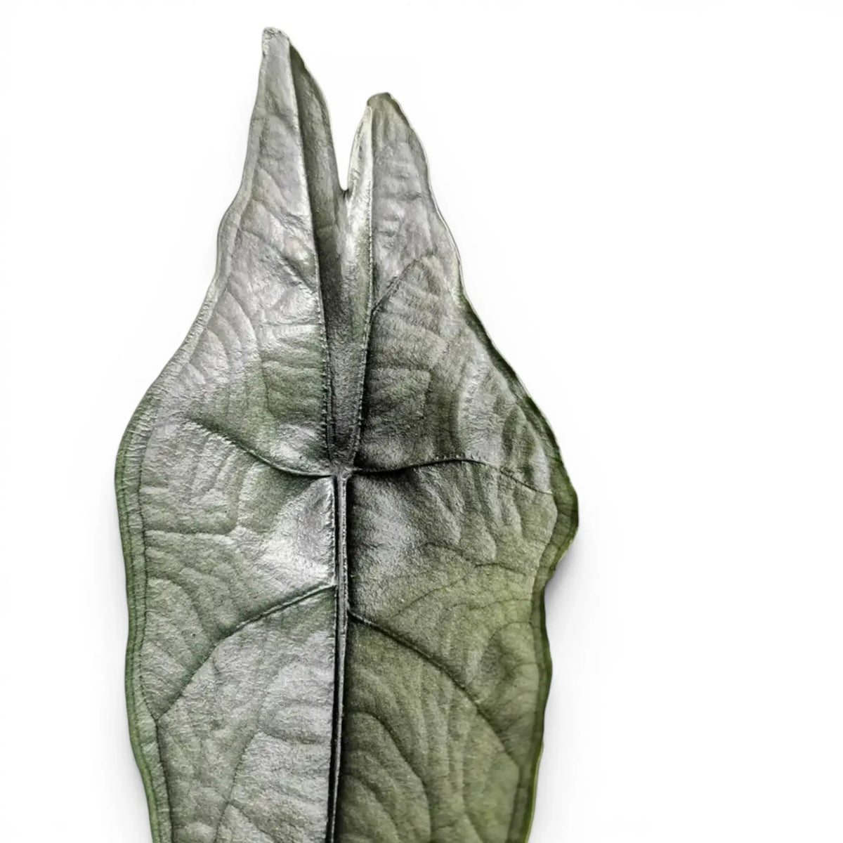 Nahaufnahme eines großen, silbrig strukturierten Blatts von Alocasia Dragon's Breath vor weißem Hintergrund
