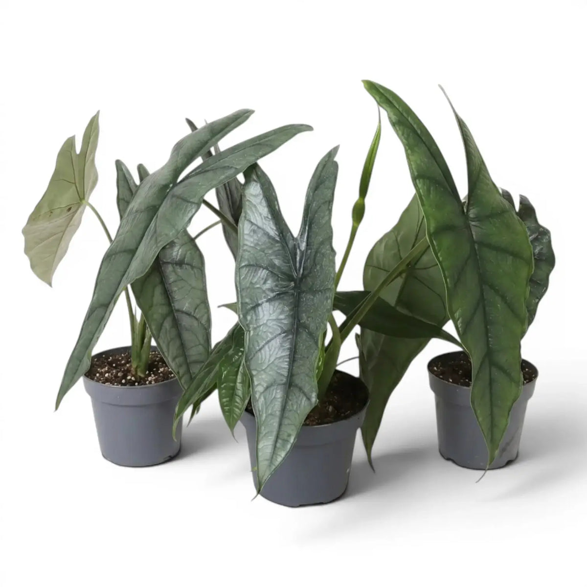 Drei Pflanzen von Alocasia Dragon's Breath in Töpfen mit länglichen, silbrig strukturierten Blättern vor weißem Hintergrund