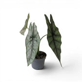 Alocasia Dragon's Breath im Topf mit länglichen, silbrig strukturierten Blättern vor weißem Hintergrund