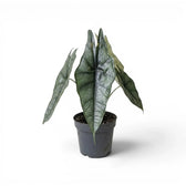 Alocasia Dragon's Breath im Topf mit länglichen, silbrig strukturierten Blättern vor weißem Hintergrund