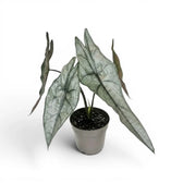 Alocasia Dragon's Breath im Topf mit länglichen, silbrig strukturierten Blättern vor weißem Hintergrund