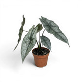 Alocasia Dragon's Breath im Topf mit länglichen, silbrig strukturierten Blättern vor weißem Hintergrund