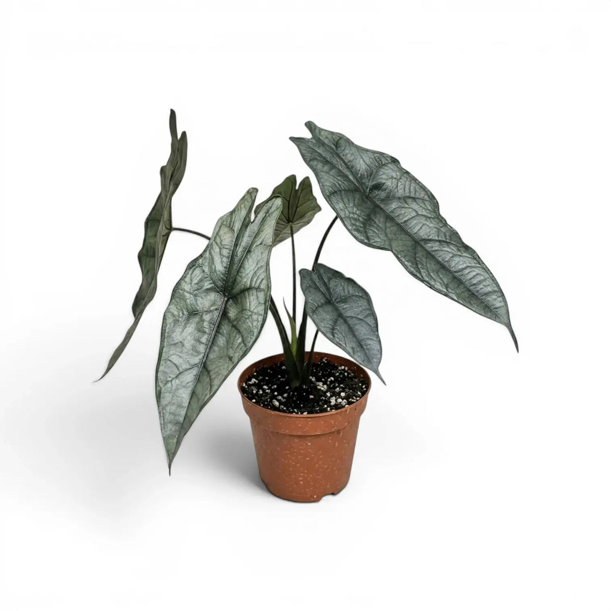 Alocasia Dragon's Breath im Topf mit länglichen, silbrig strukturierten Blättern vor weißem Hintergrund