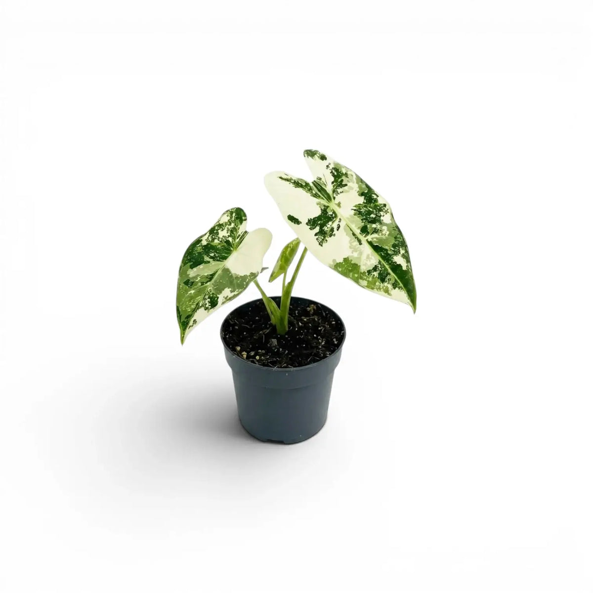 Alocasia Frydek Jungpflanze im Topf mit grün-weiß panaschierten Blättern auf weißem Hintergrund