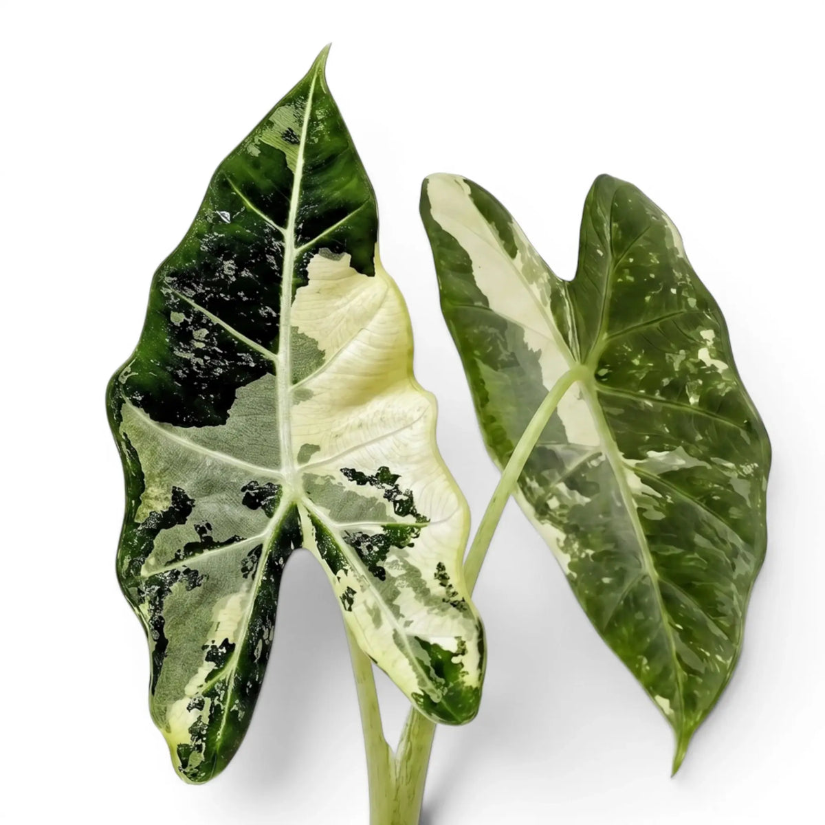 Zwei panaschierte Blätter von Alocasia Frydek variegata mit weiß-schwarzer Musterung auf weißem Hintergrund