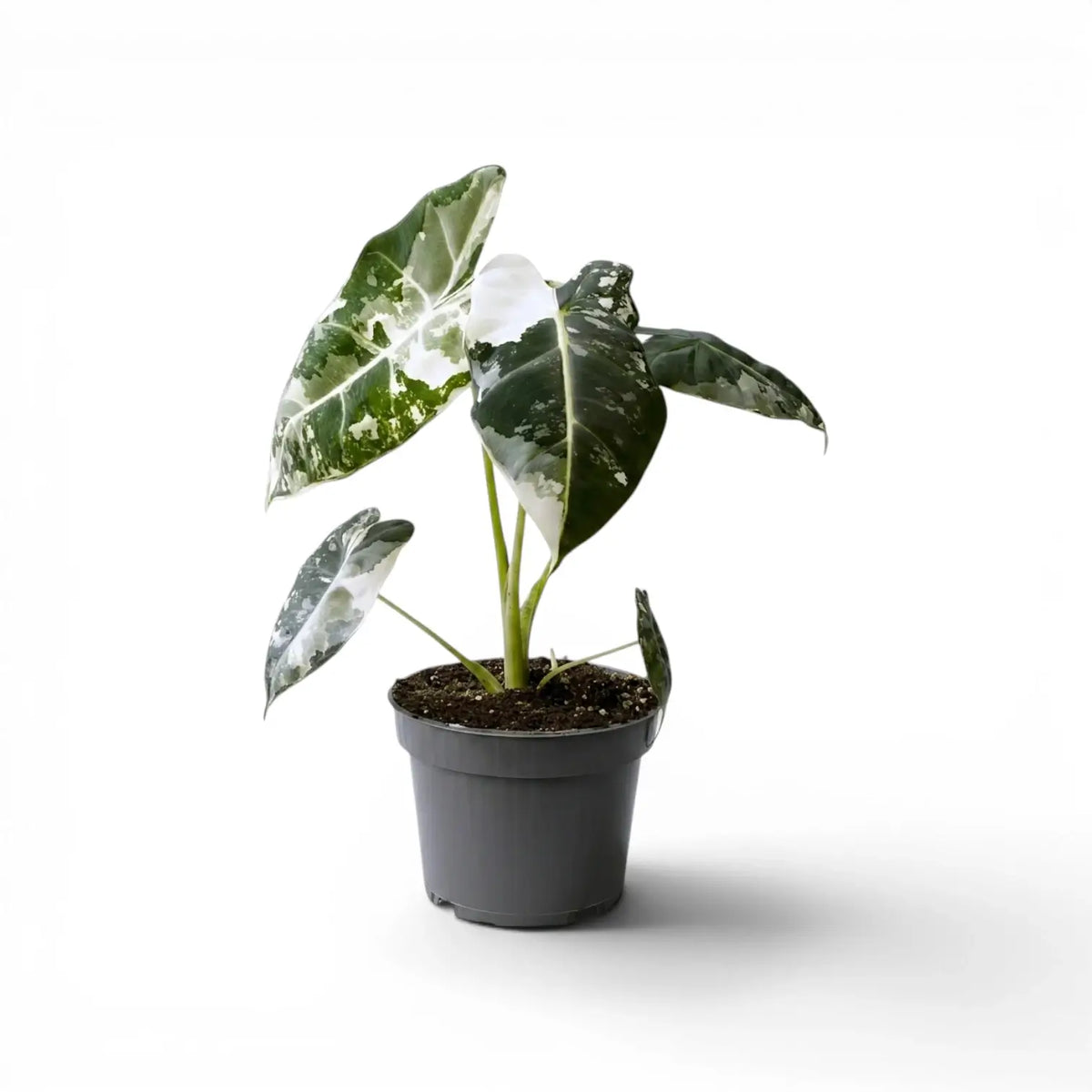 Alocasia Frydek im Topf mit grün-weiß panaschierten Blättern auf weißem Hintergrund