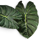 Close-up of two large green leaves of Alocasia Golden Bone on a white background