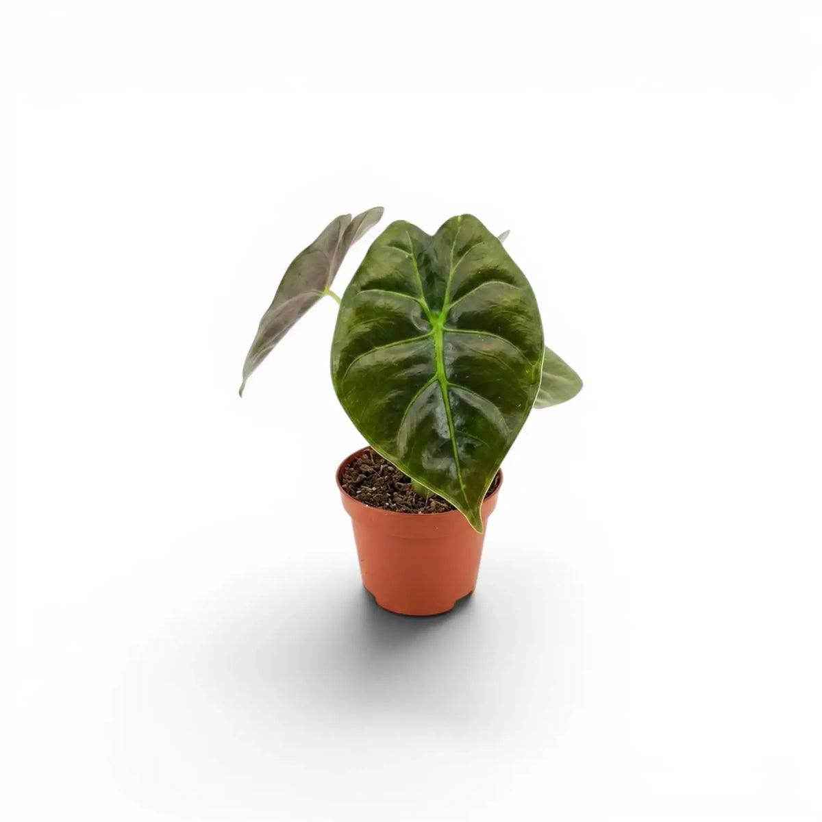 Potted Alocasia Golden Bone baby plant with very dark green leaves and lime veins on a white background
