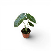 Potted Alocasia Golden Bone baby plant with very dark green leaves and lime veins on a white background