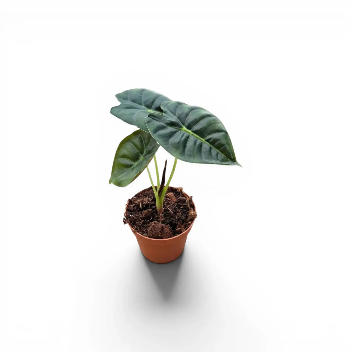 Potted Alocasia Golden Bone baby plant with very dark green leaves and lime veins on a white background