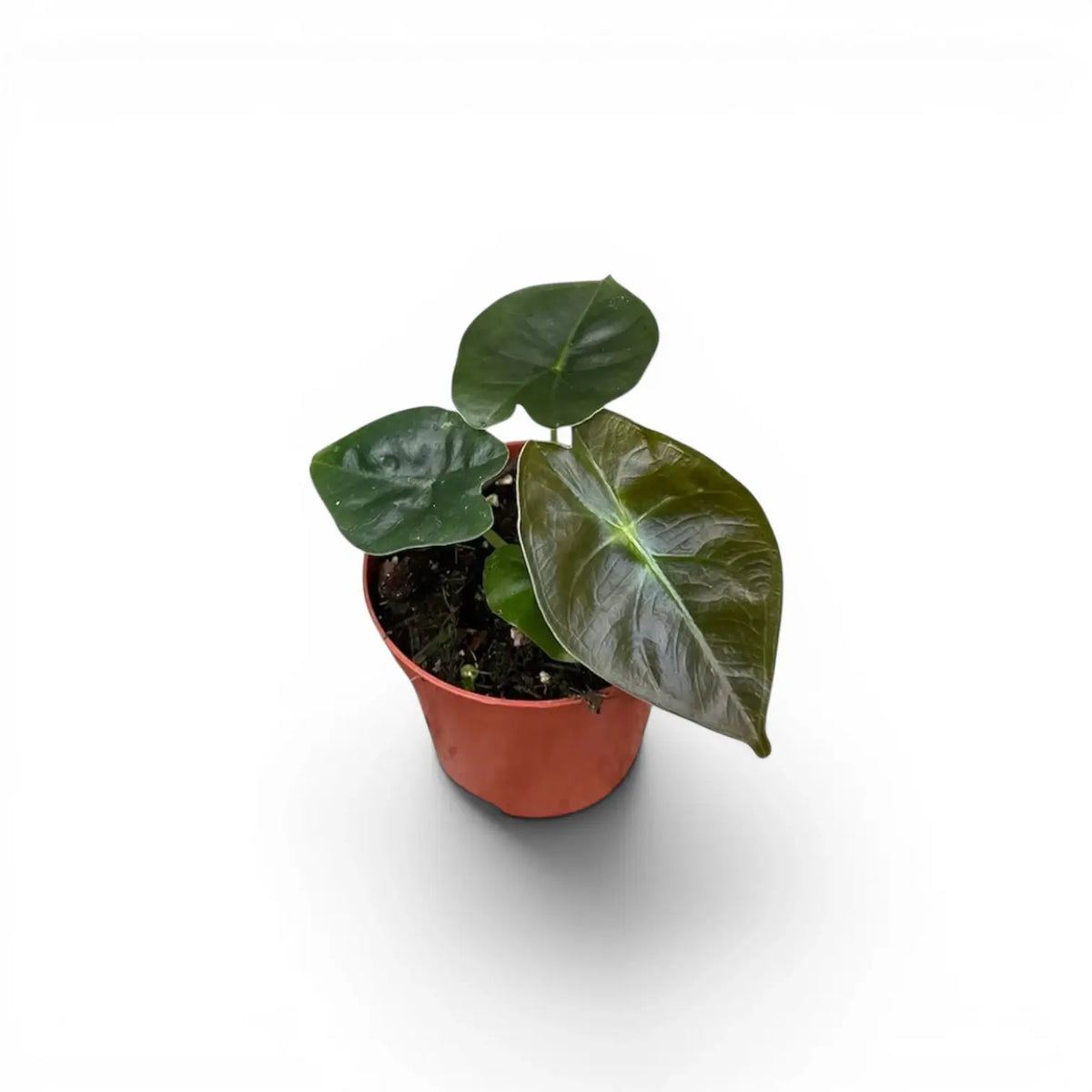 Potted Alocasia Golden Bone baby plant with very dark green leaves and lime veins on a white background