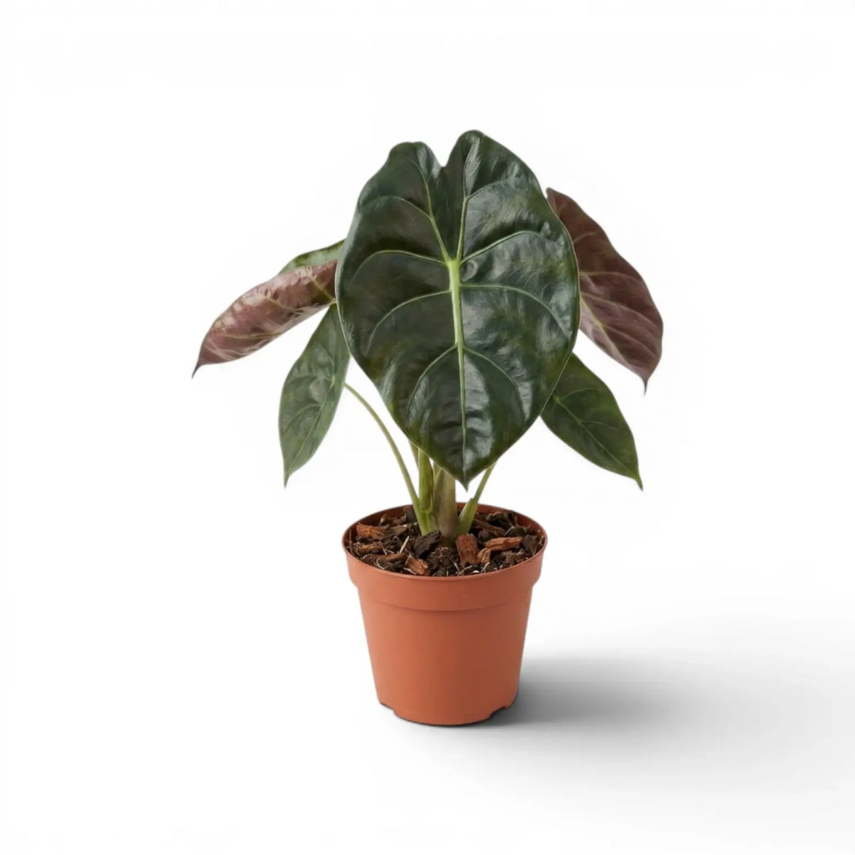 Potted Alocasia Golden Bone plant with very dark green leaves and lime veins on a white background