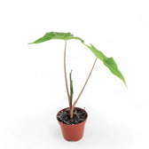 Alocasia 'Golden Dragon' Zimmerpflanze im Anzuchttopf vor weißem Hintergrund, Produktfoto 3.