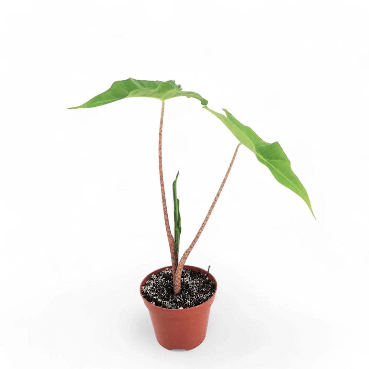 Alocasia 'Golden Dragon' Zimmerpflanze im Anzuchttopf vor weißem Hintergrund, Produktfoto 3.
