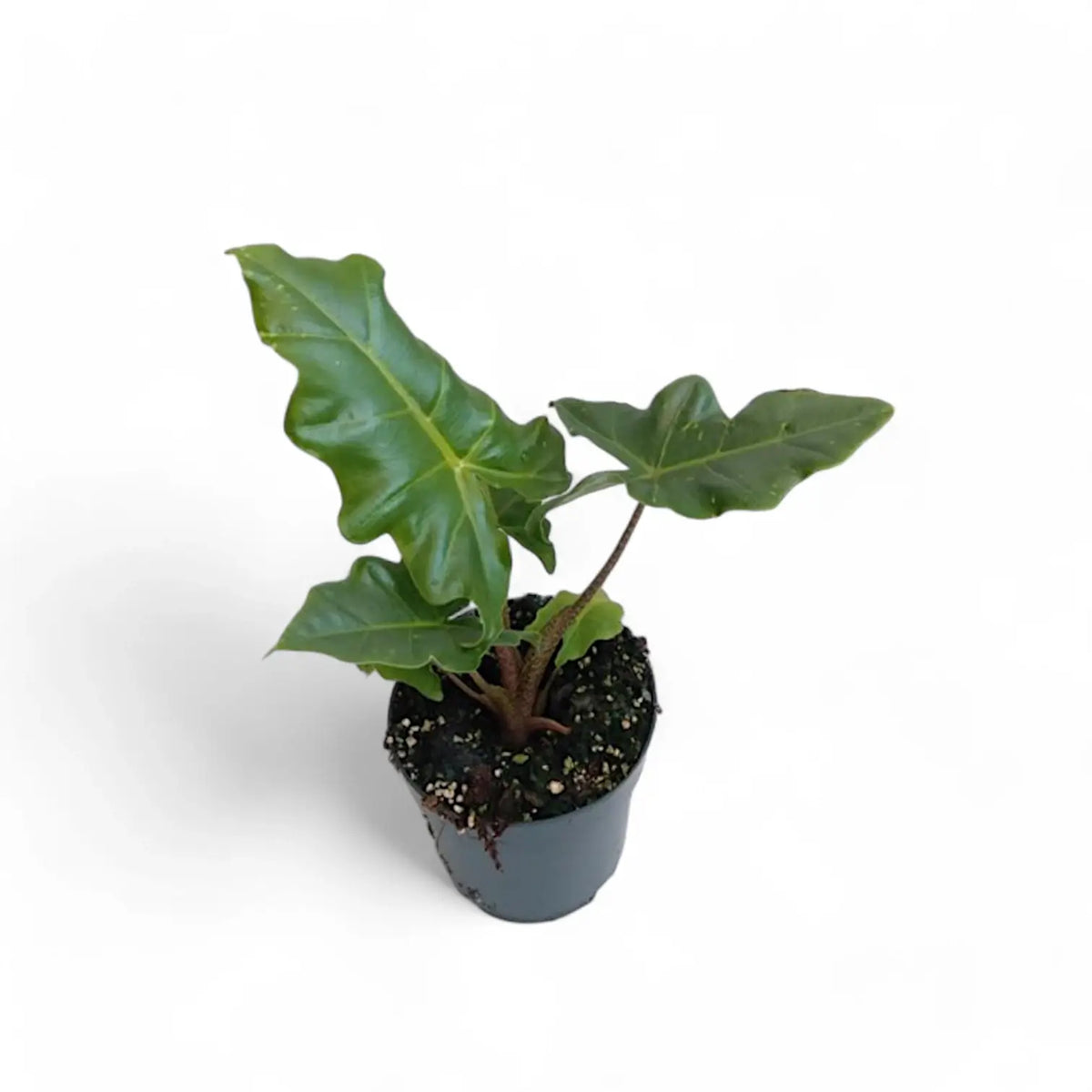 Alocasia 'Golden Dragon' Zimmerpflanze im Anzuchttopf vor weißem Hintergrund, Produktfoto 5.
