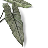 Nahaufnahme eines Blatts von Alocasia heterophylla vor weißem Hintergrund.