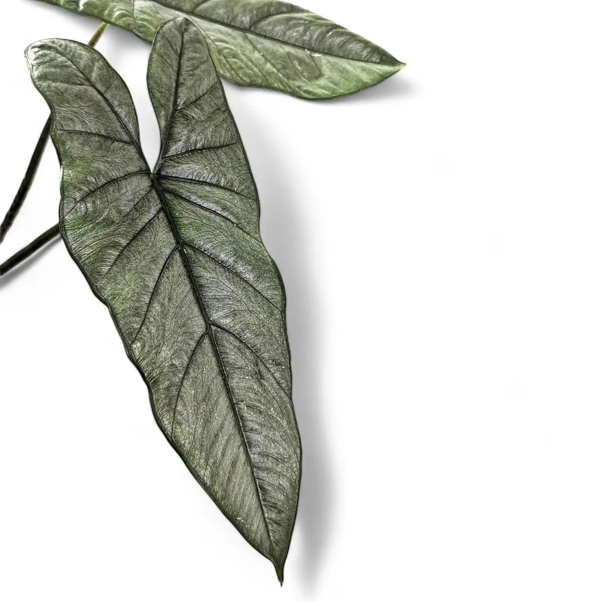 Nahaufnahme eines Blatts von Alocasia heterophylla vor weißem Hintergrund.