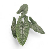 Alocasia heterophylla – Topfpflanze im Kulturtopf vor weißem Hintergrund, Produktfoto 2.
