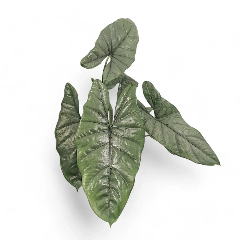 Alocasia heterophylla potted plant in nursery pot on white background.