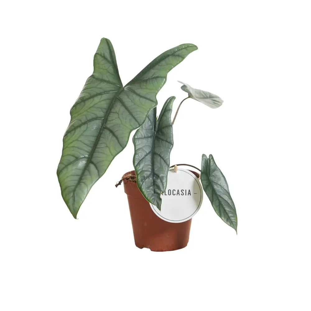 Alocasia heterophylla – Topfpflanze im Kulturtopf vor weißem Hintergrund, Produktfoto 3.