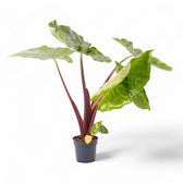Alocasia 'Imperial Red' potted plant in nursery pot on white background.