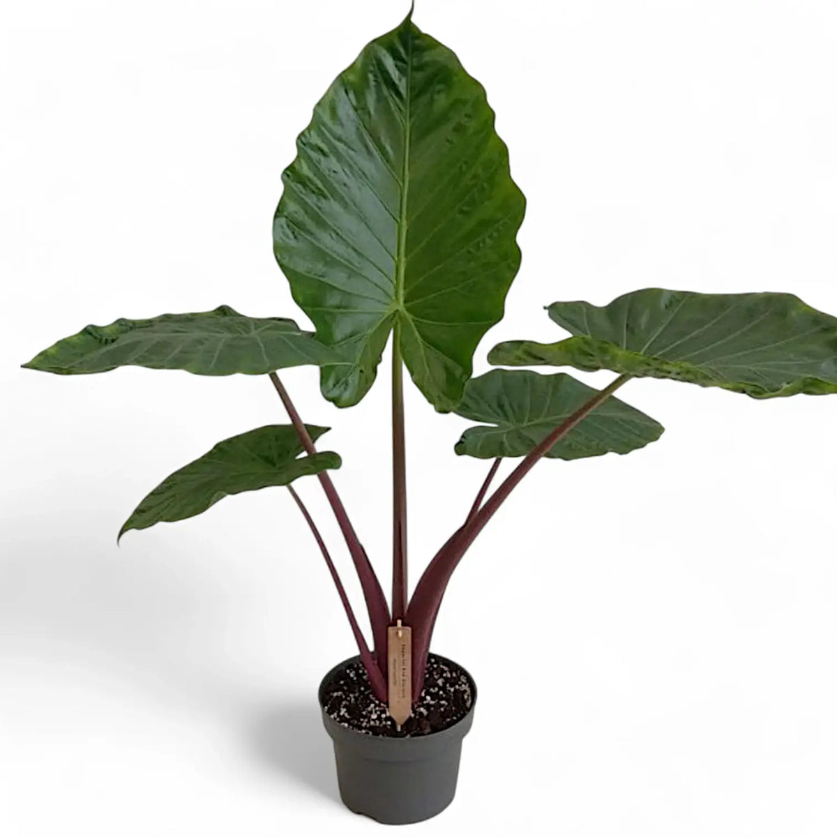 Alocasia 'Imperial Red' potted plant in nursery pot on white background.