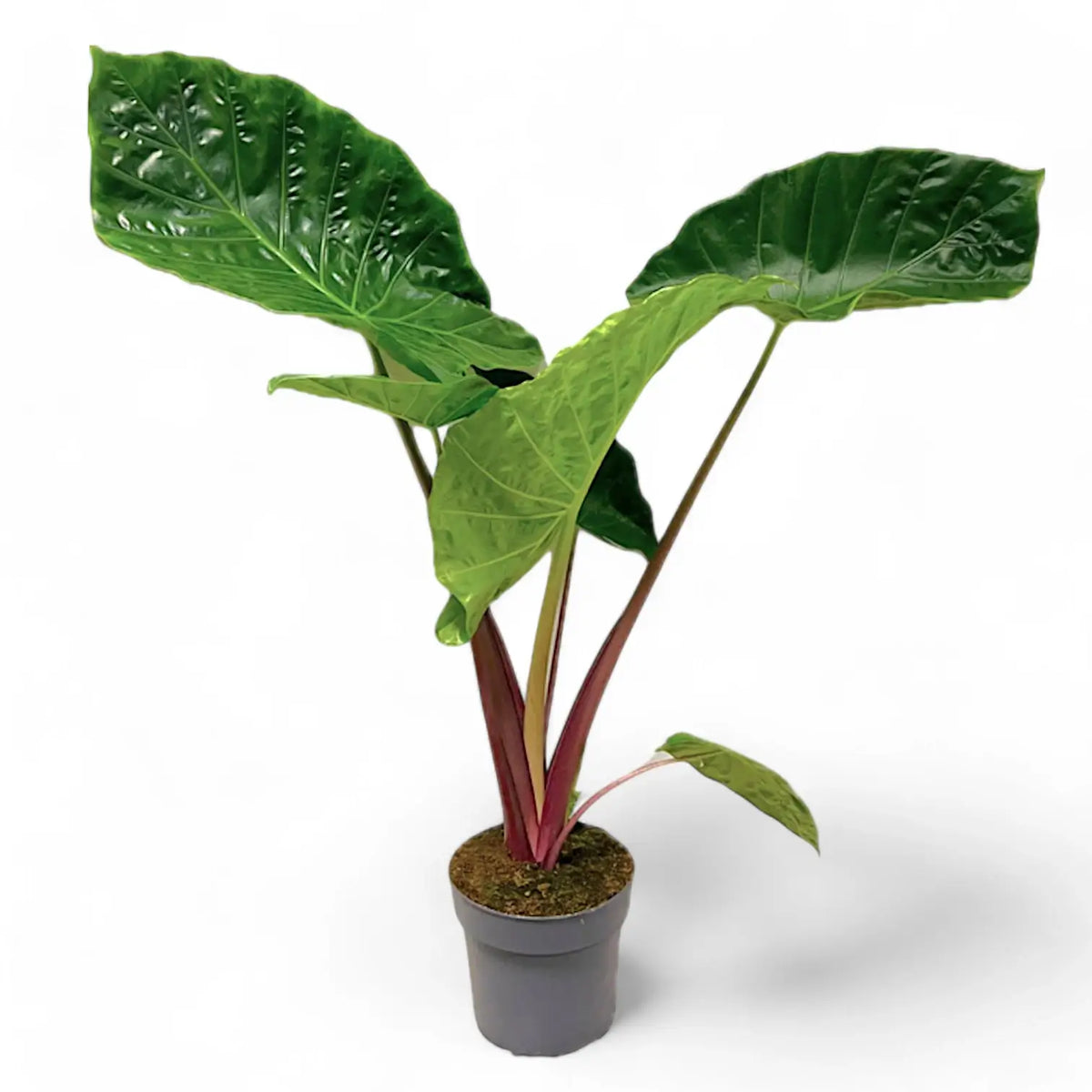 Alocasia 'Imperial Red' potted plant in nursery pot on white background.