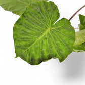 Alocasia 'Imperial Red' potted plant in nursery pot on white background.