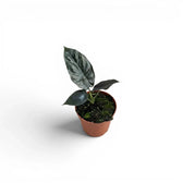 Small potted Alocasia infernalis baby plant with very dark green leaves on a white background