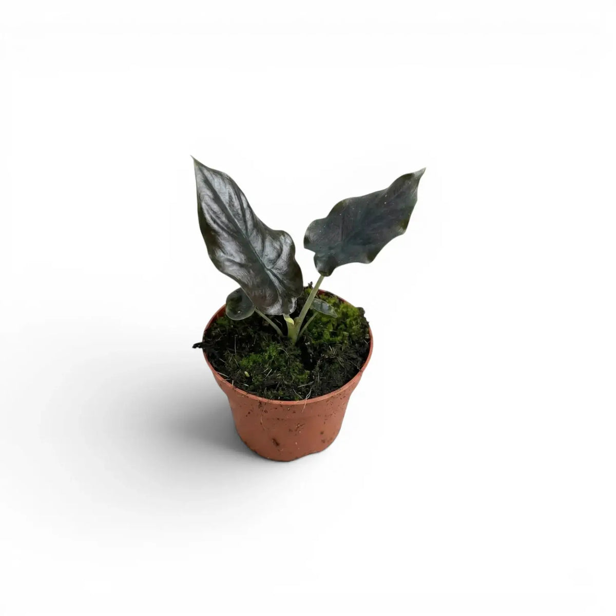 Small potted Alocasia infernalis baby plant with very dark green leaves on a white background