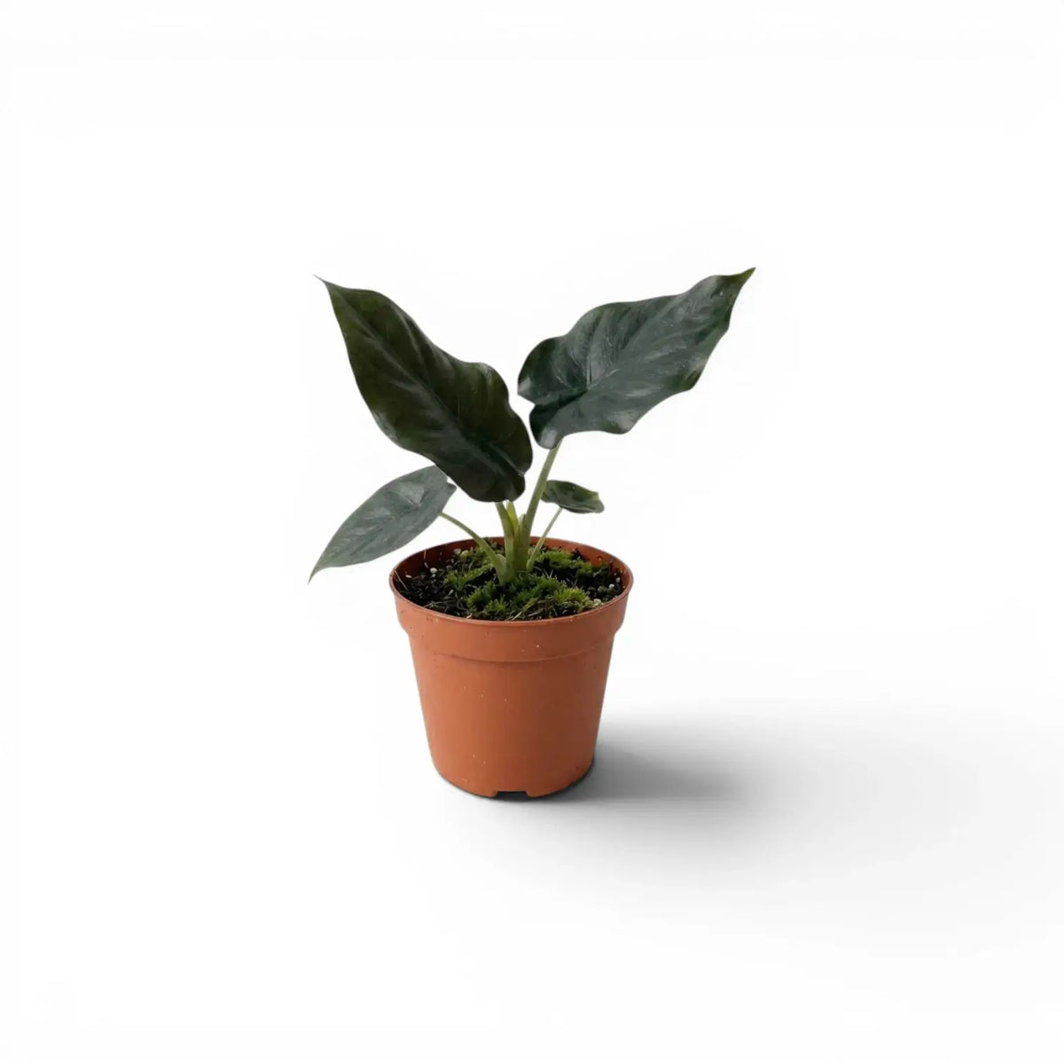 Small potted Alocasia infernalis baby plant with very dark green leaves on a white background