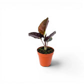 Small potted Alocasia infernalis baby plant with very dark green leaves on a white background