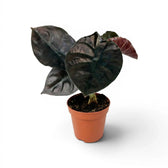 Potted Alocasia infernalis plant with very dark green leaves on a white background
