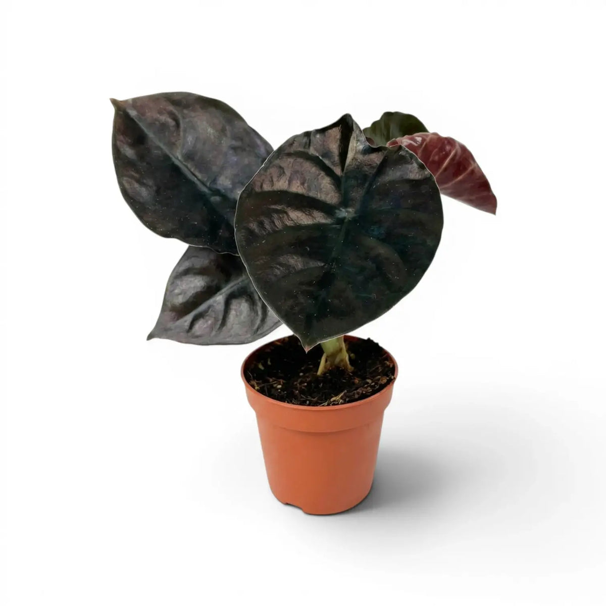 Potted Alocasia infernalis plant with very dark green leaves on a white background