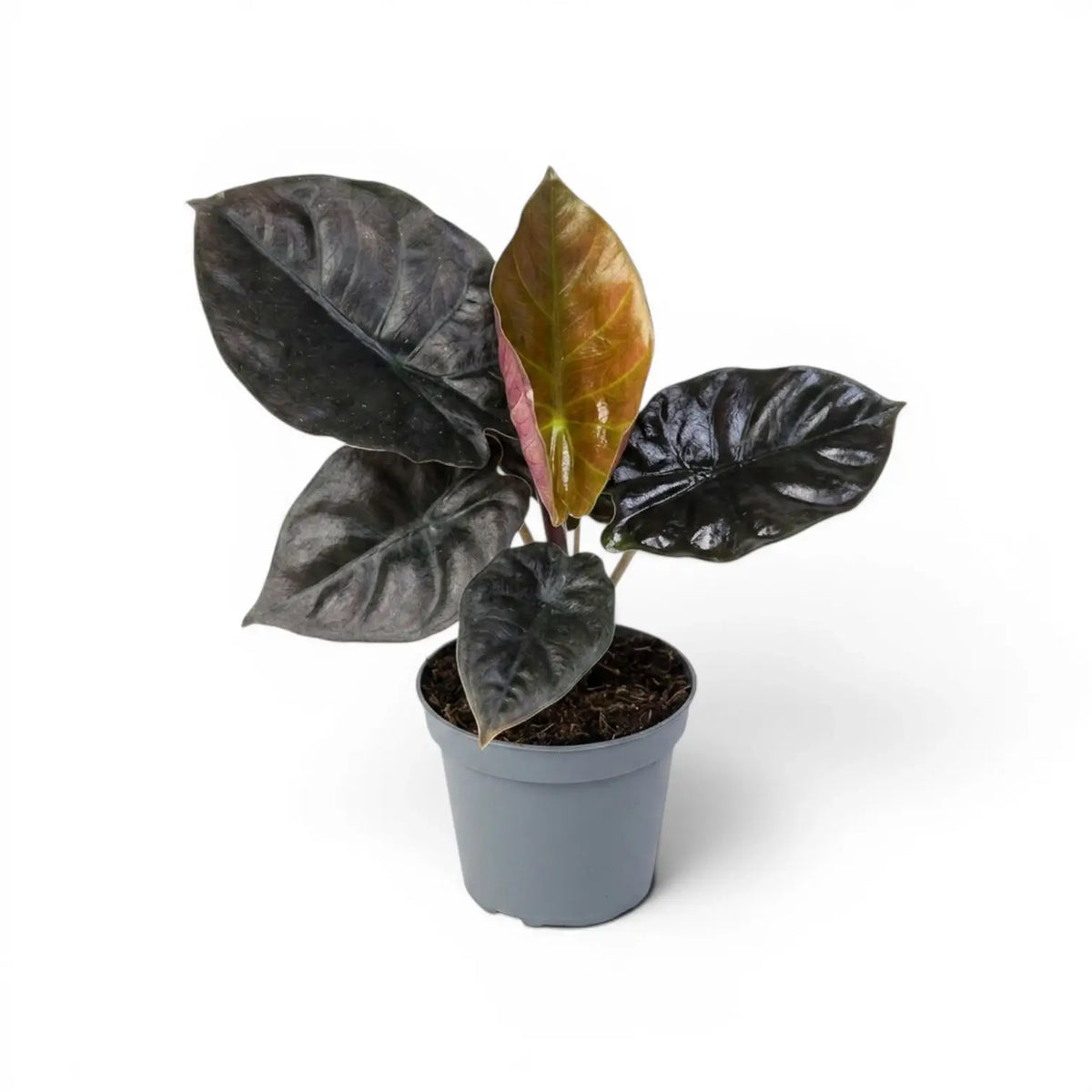 Potted Alocasia infernalis plant with very dark green leaves on a white background