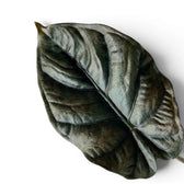Close-up of an almost-black Alocasia infernalis leaf on a white background
