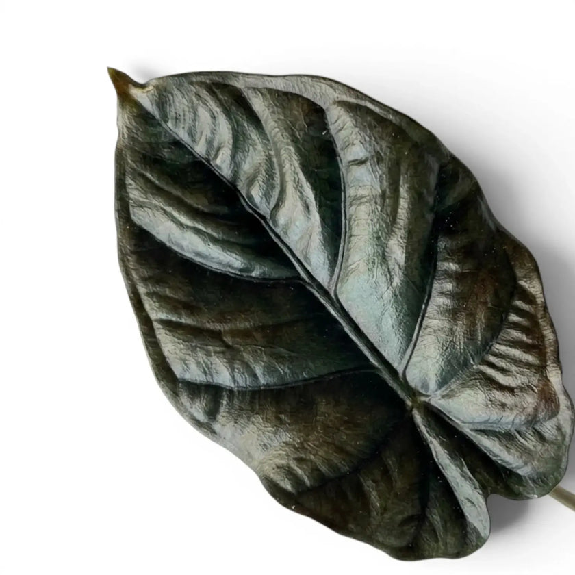 Nahaufnahme eines fast schwarzen Blatts von Alocasia infernalis vor weißem Hintergrund