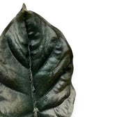 Close-up of a black Alocasia infernalis leaf on a white background