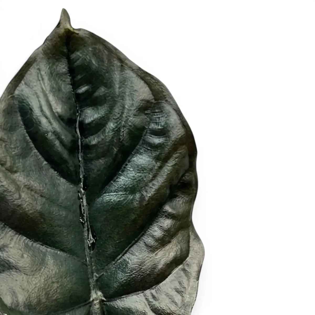Close-up of a black Alocasia infernalis leaf on a white background