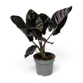 Potted Alocasia infernalis plant with very dark green leaves on a white background